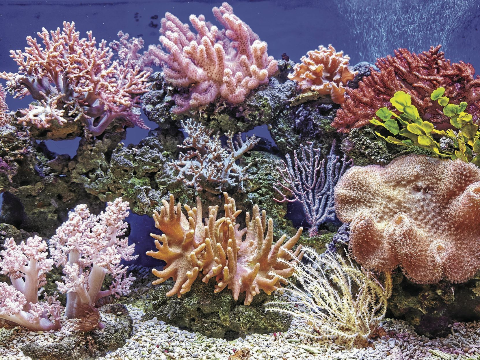 Coral